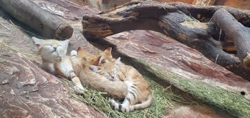 那須どうぶつ王国に投稿された画像（2022/8/3）