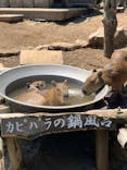 伊豆シャボテン動物公園に投稿された画像（2022/8/4）