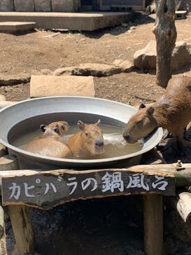 伊豆シャボテン動物公園に投稿された画像（2022/8/3）