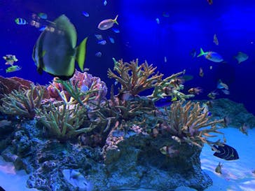 新江ノ島水族館に投稿された画像（2022/8/4）