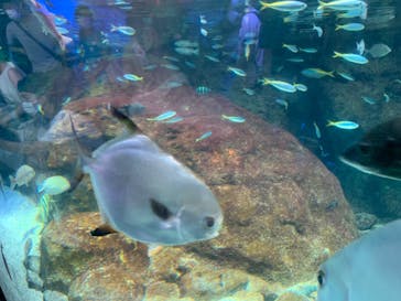 新江ノ島水族館に投稿された画像（2022/8/4）