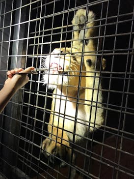 那須サファリパークに投稿された画像（2022/8/4）