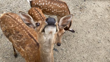 那須どうぶつ王国に投稿された画像（2022/8/4）