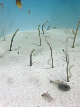 アクアワールド茨城県大洗水族館に投稿された画像（2022/8/4）