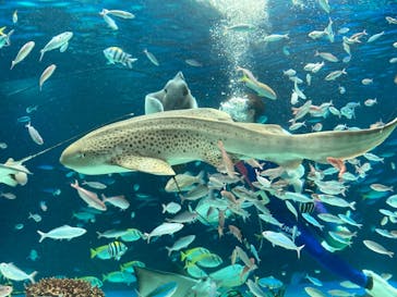 サンシャイン水族館に投稿された画像（2022/8/4）