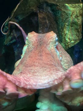 サンシャイン水族館に投稿された画像（2022/8/4）