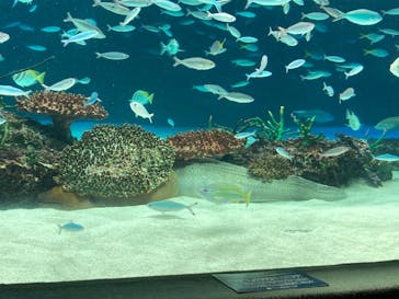 サンシャイン水族館に投稿された画像（2022/8/4）