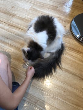 猫カフェモカ　イオンレイクタウン店に投稿された画像（2022/8/4）