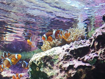 サンシャイン水族館に投稿された画像（2022/8/4）