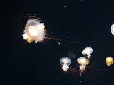 サンシャイン水族館に投稿された画像（2022/8/4）