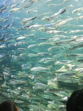 サンシャイン水族館に投稿された画像（2022/8/4）