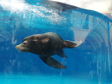 サンシャイン水族館に投稿された画像（2022/8/4）