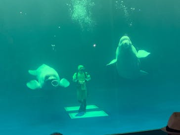 島根県立 しまね海洋館に投稿された画像（2022/8/4）