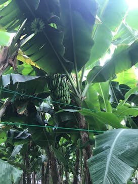 熱川バナナワニ園に投稿された画像（2022/8/4）