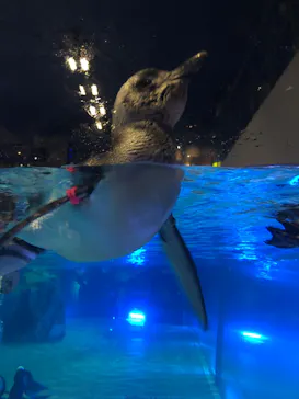 すみだ水族館に投稿された画像（2022/8/4）