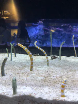 すみだ水族館に投稿された画像（2022/8/4）