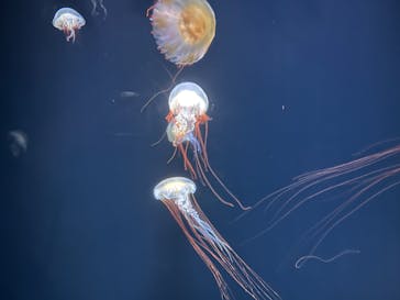 サンシャイン水族館に投稿された画像（2022/8/4）