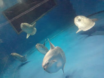 アクアワールド茨城県大洗水族館に投稿された画像（2022/8/4）
