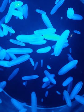 アクアワールド茨城県大洗水族館に投稿された画像（2022/8/4）