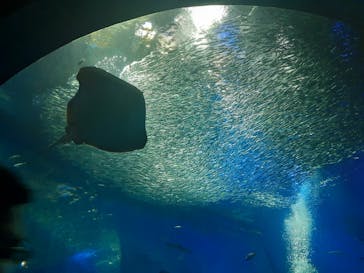 アクアワールド茨城県大洗水族館に投稿された画像（2022/8/4）