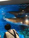 しながわ水族館に投稿された画像（2022/8/4）