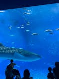 沖縄美ら海水族館に投稿された画像（2022/8/4）