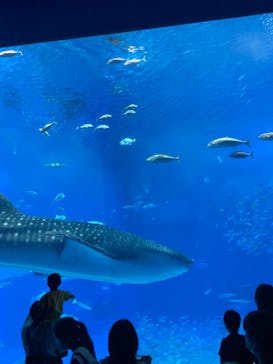 沖縄美ら海水族館に投稿された画像（2022/8/4）