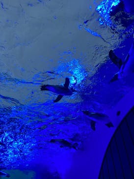サンシャイン水族館に投稿された画像（2022/8/4）
