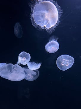 サンシャイン水族館に投稿された画像（2022/8/4）