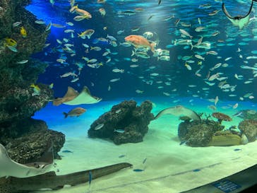 サンシャイン水族館に投稿された画像（2022/8/4）
