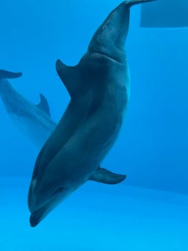 名古屋港水族館に投稿された画像（2022/8/4）