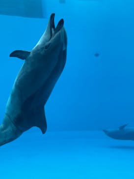 名古屋港水族館に投稿された画像（2022/8/4）