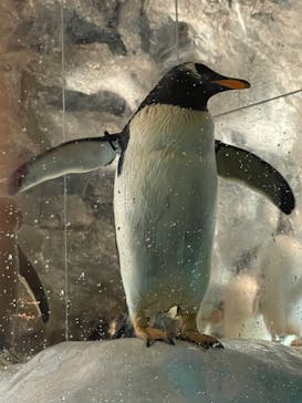 名古屋港水族館に投稿された画像（2022/8/4）