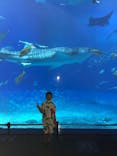 沖縄美ら海水族館に投稿された画像（2022/8/4）