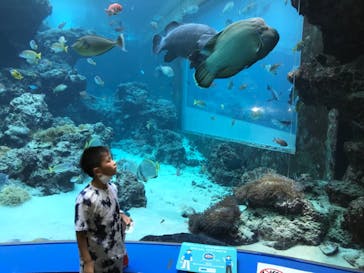 沖縄美ら海水族館に投稿された画像（2022/8/4）