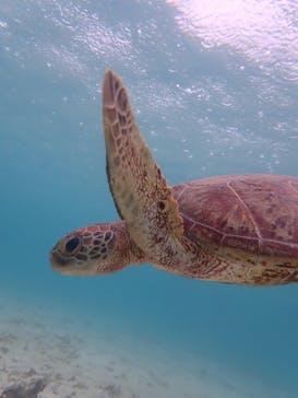 宮古島 ADVENTURE PiPi（ミヤコジマ アドベンチャー ピピ）に投稿された画像（2022/8/4）