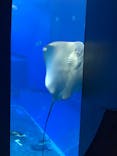 沖縄美ら海水族館に投稿された画像（2022/8/5）