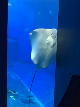 沖縄美ら海水族館に投稿された画像（2022/8/5）