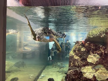 九十九島水族館海きららに投稿された画像（2022/8/5）