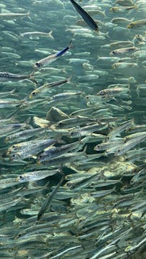 サンシャイン水族館に投稿された画像（2022/8/5）