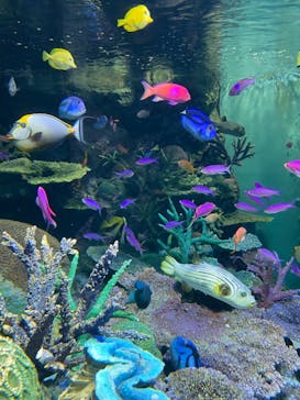 サンシャイン水族館に投稿された画像（2022/8/5）