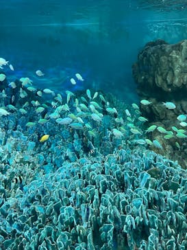 サンシャイン水族館に投稿された画像（2022/8/5）