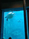 下田海中水族館に投稿された画像（2022/8/5）