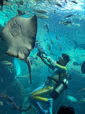 新江ノ島水族館に投稿された画像（2022/8/5）