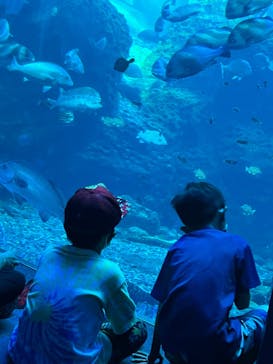 新江ノ島水族館に投稿された画像（2022/8/5）