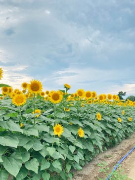 淡路ファームパーク イングランドの丘に投稿された画像（2022/8/5）