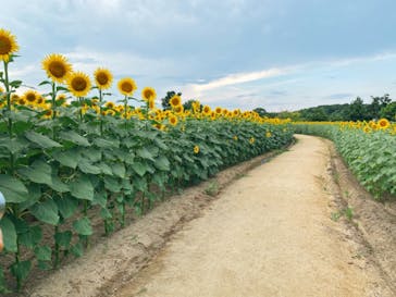 淡路ファームパーク イングランドの丘に投稿された画像（2022/8/5）