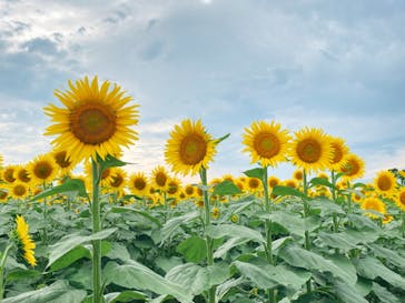 淡路ファームパーク イングランドの丘に投稿された画像（2022/8/5）