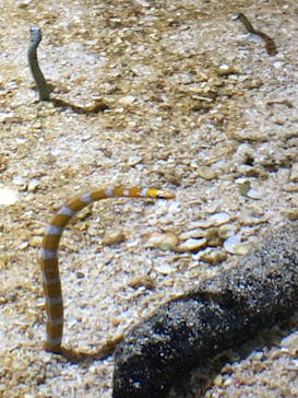 ゼロ距離水族館 伊勢シーパラダイスに投稿された画像（2022/8/5）