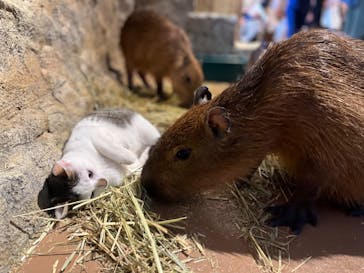 おさるランド＆アニタウン　日光さる軍団劇場に投稿された画像（2022/8/5）